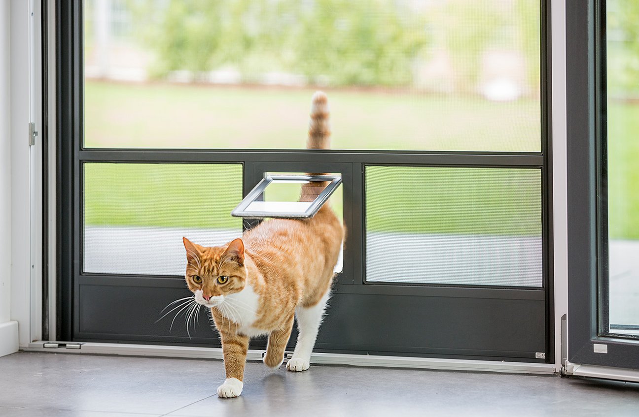 Insektenschutz auch für Katzen geeignet